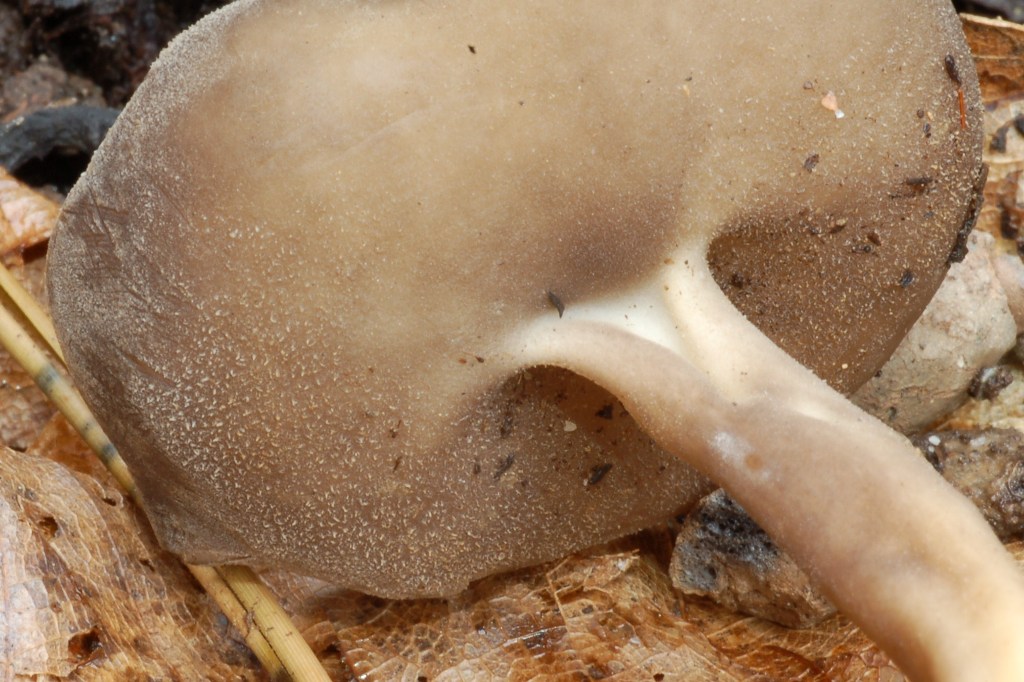 Helvella macropus? (cfr. Helvella villosa)